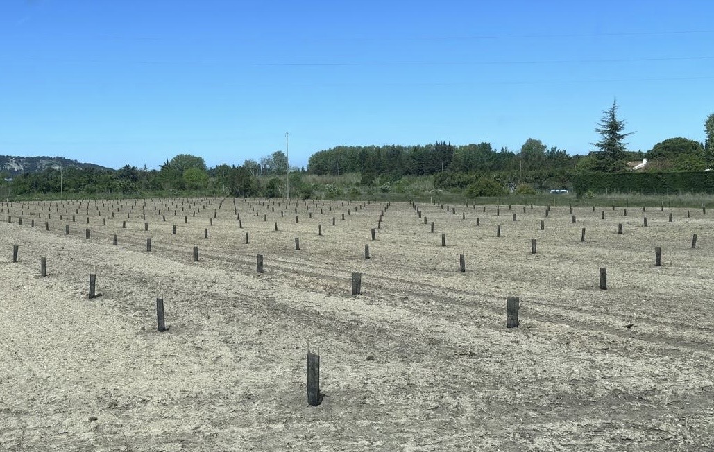 plantation truffière